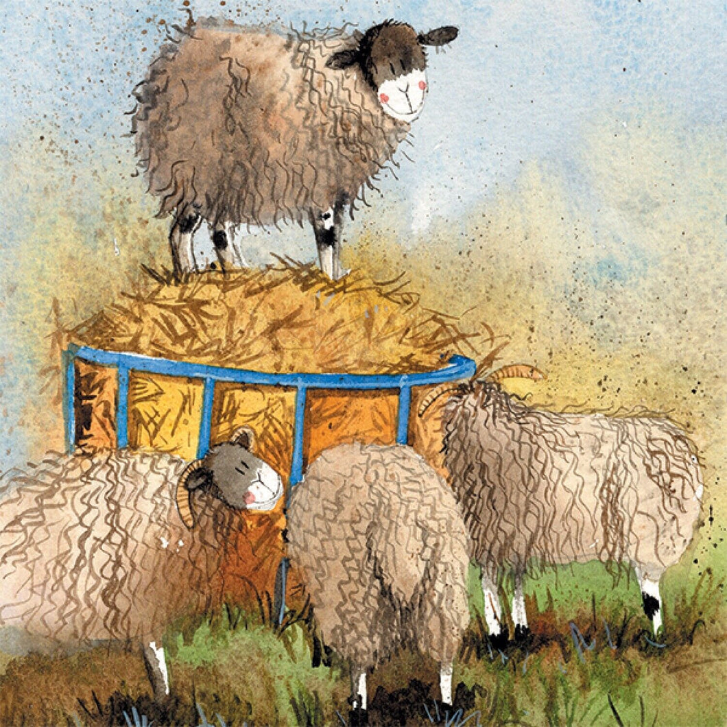 ALEX CLARK SHEEP & HAY BLANK GREETINGS CARD